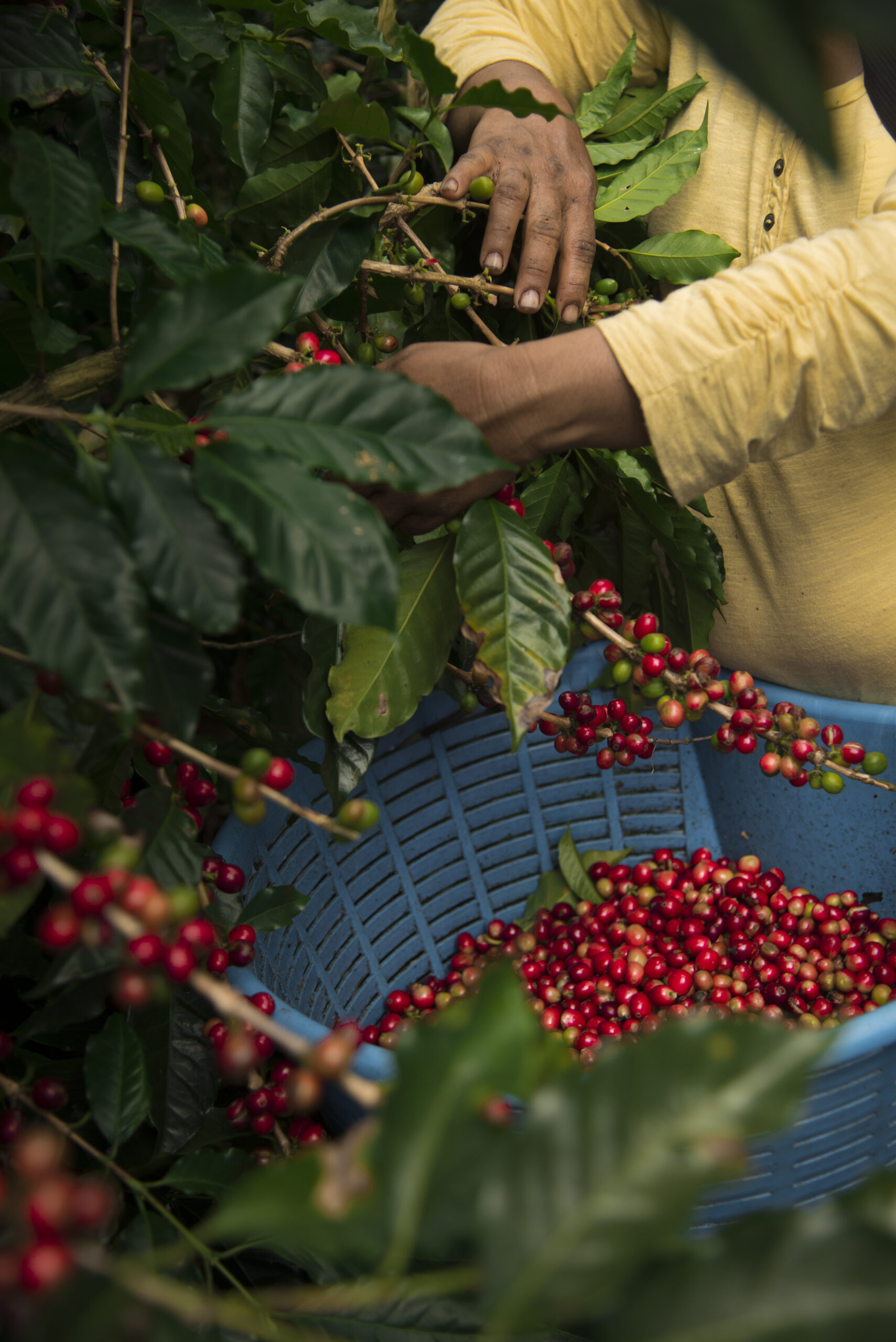 Agroecology in Action: Transforming Central America’s Coffee Lands